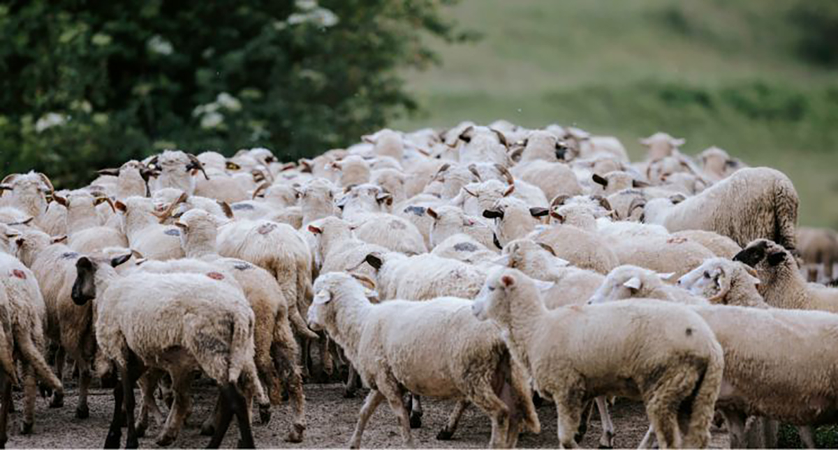 herd mentality in finance