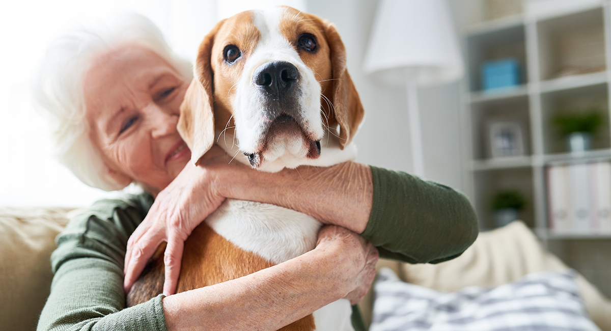 blog_Dogs in Retirement